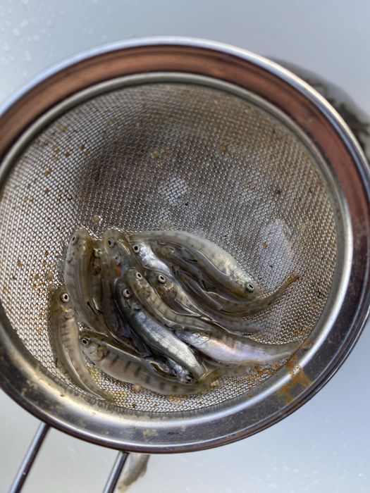 Мальок райдужної форелі зарибок форель