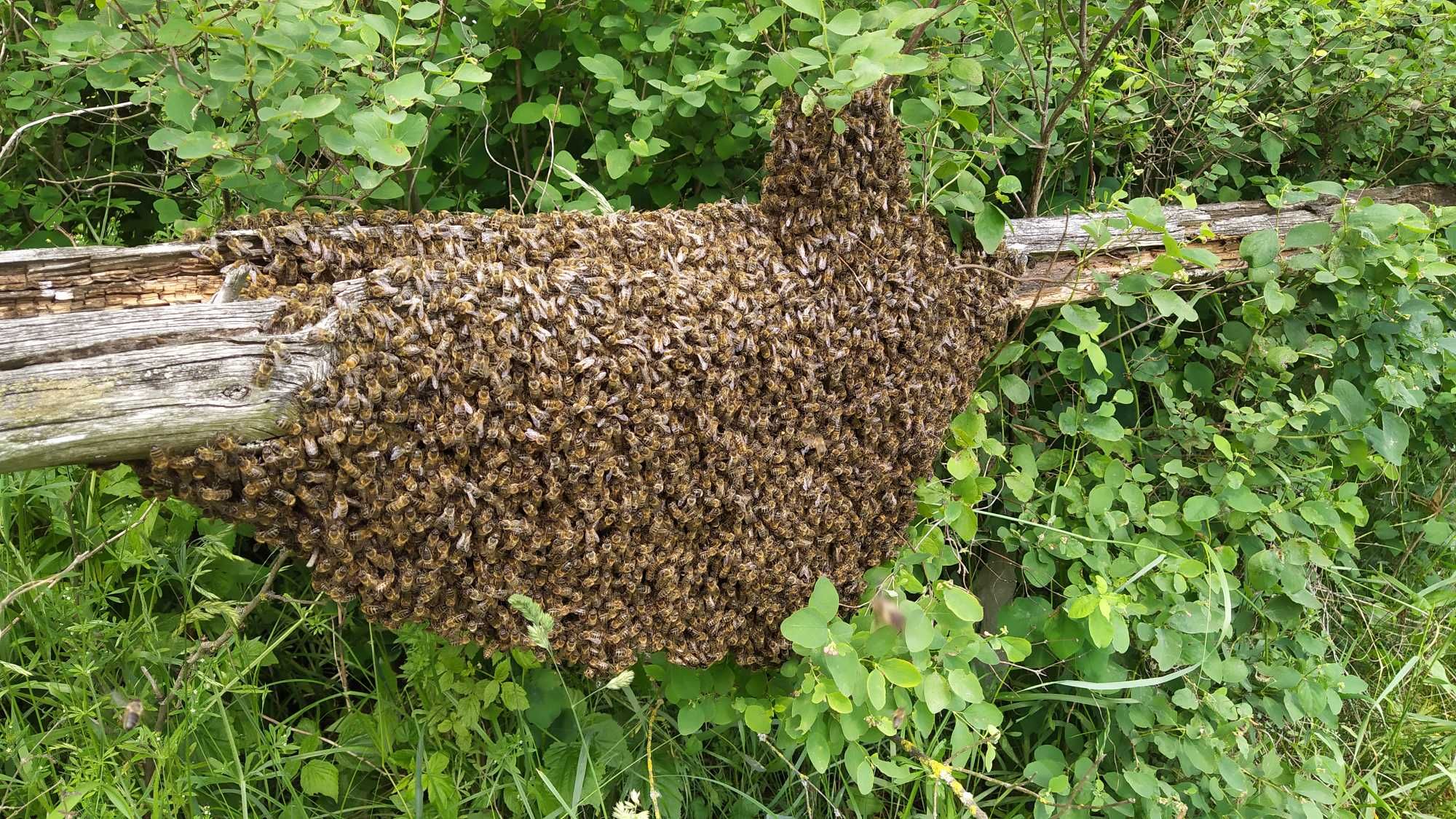 Osyp pszczeli ekstrakt 50 ml