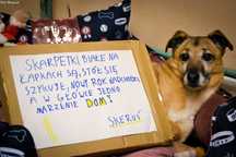 Skeruś dla przyjaciół Stefan