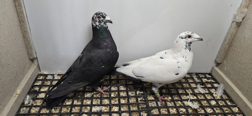 Gołębie pocztowe tygrys