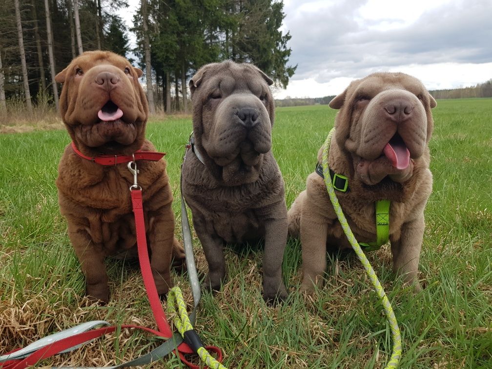 Shar pei piesek Burbon