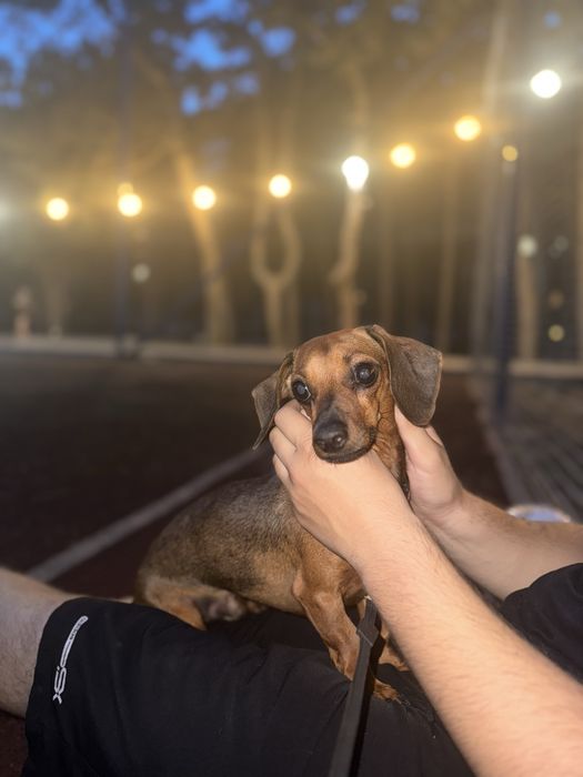 Вязка мини таксы (кобель).