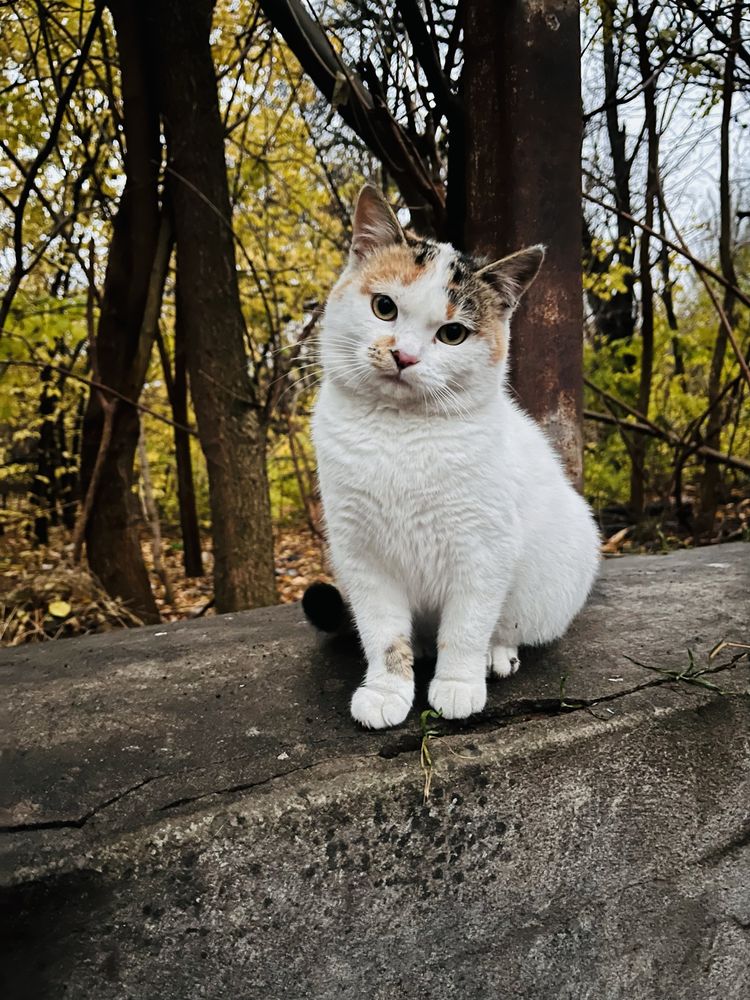 Кошке срочно нужен дом