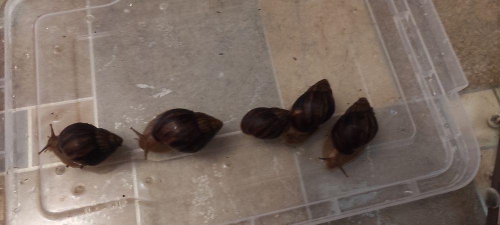 Улитки Ахатины Имакуляты