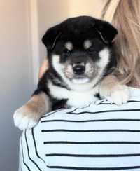 Czarny piesek Shiba Inu / ZKwP / FCI