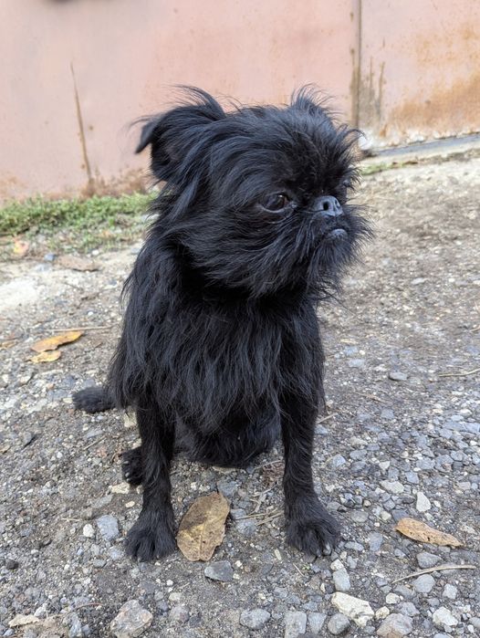 Мальчик бельгийский гриффон