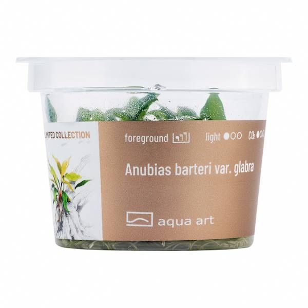 Anubias barteri var. Glabra invitro MASSON
