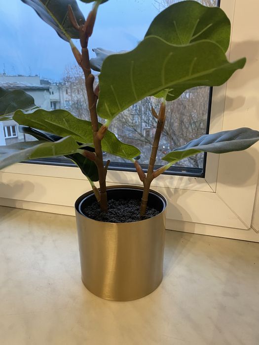 Złota dinoczka homla