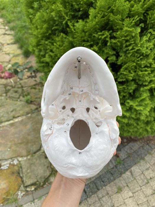 Model anatomiczny czaszki! Jak NOWA