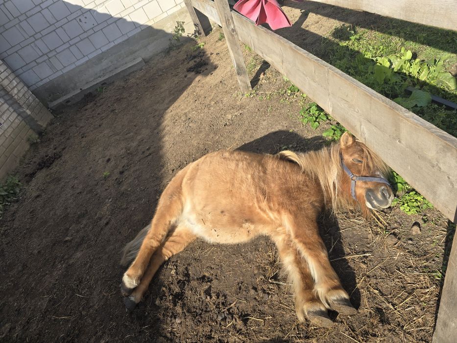 Obornik koński z dowozem Siedlce