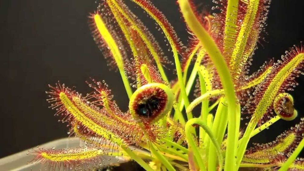 50 sementes de Drosera capensis - Planta Carnívora