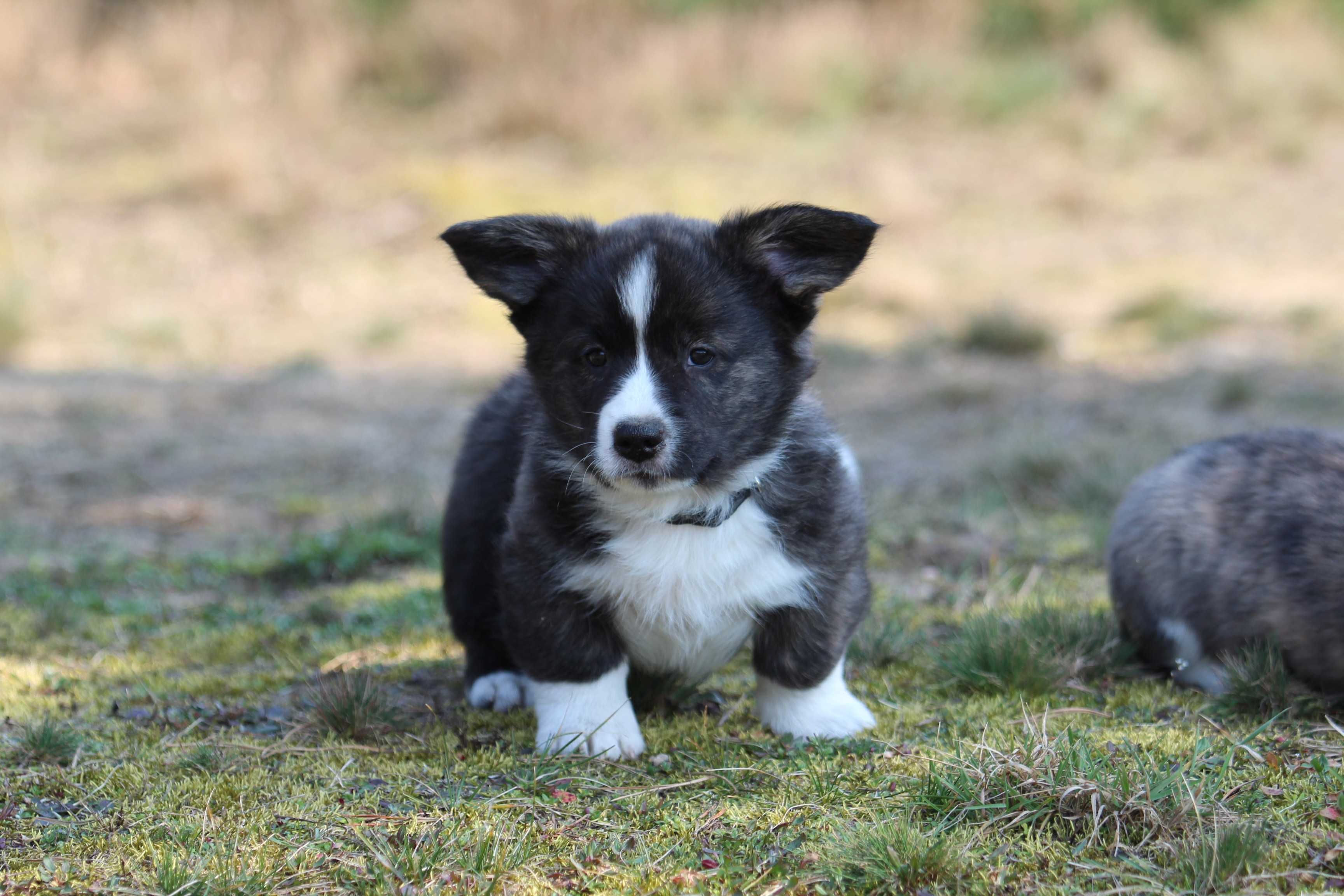 Welsh corgi cardigan szczenię