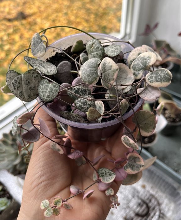 Церопегия вуди, вариегатная