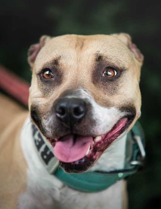 Piękna pitbullka Renesme szuka mądrego domu