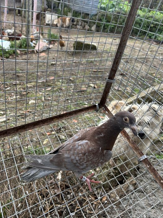 Vendo pombos correios de 2025