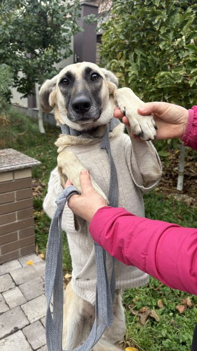 Собачка в люблячу сім'ю