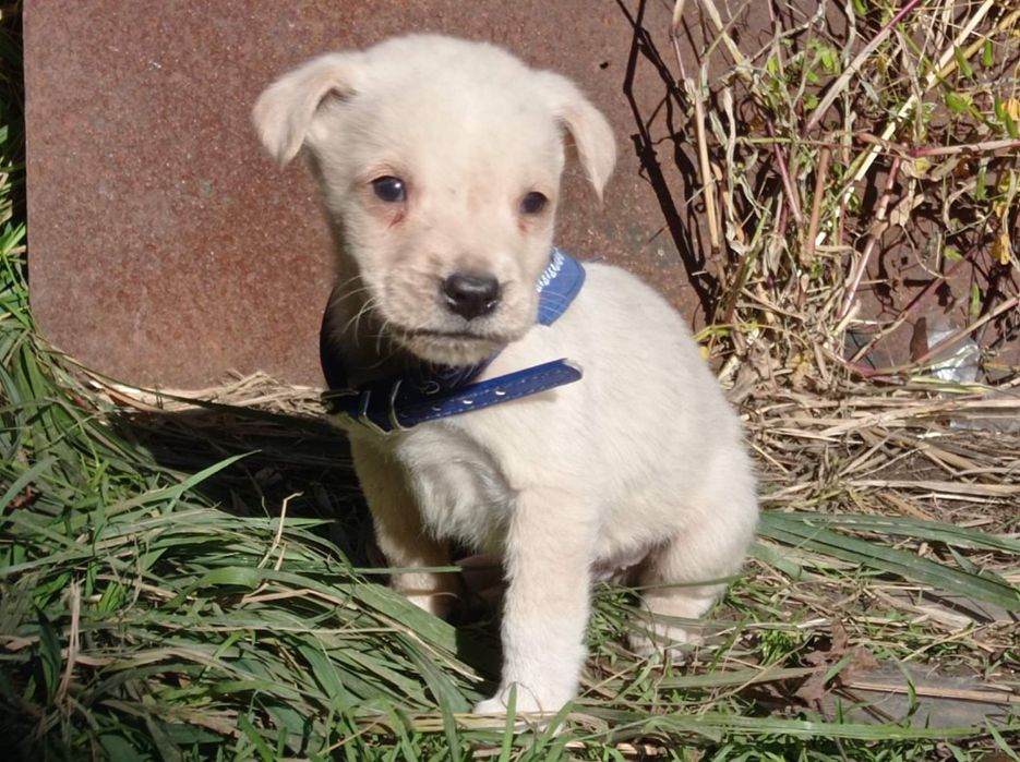 Віддам в добрі руки метиси тато стаф мама двортерєр