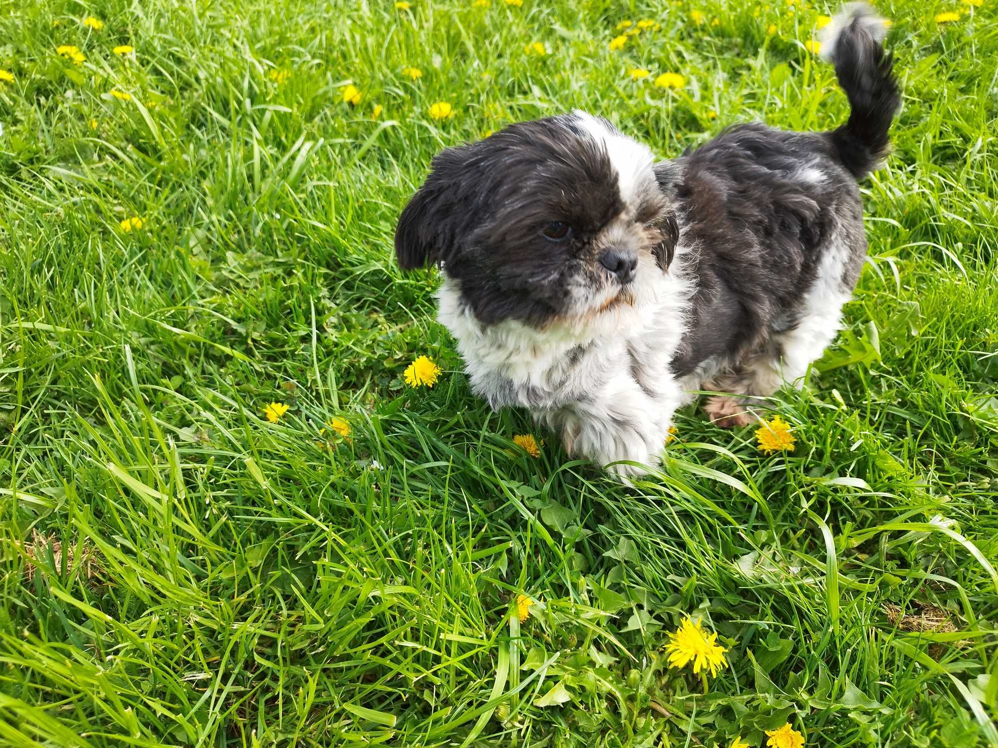 Suczka shih tzu rasowa z metryką