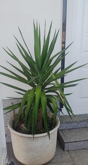 Planta Fiteira (Cordyline australis (G. Forst.) Endl.)