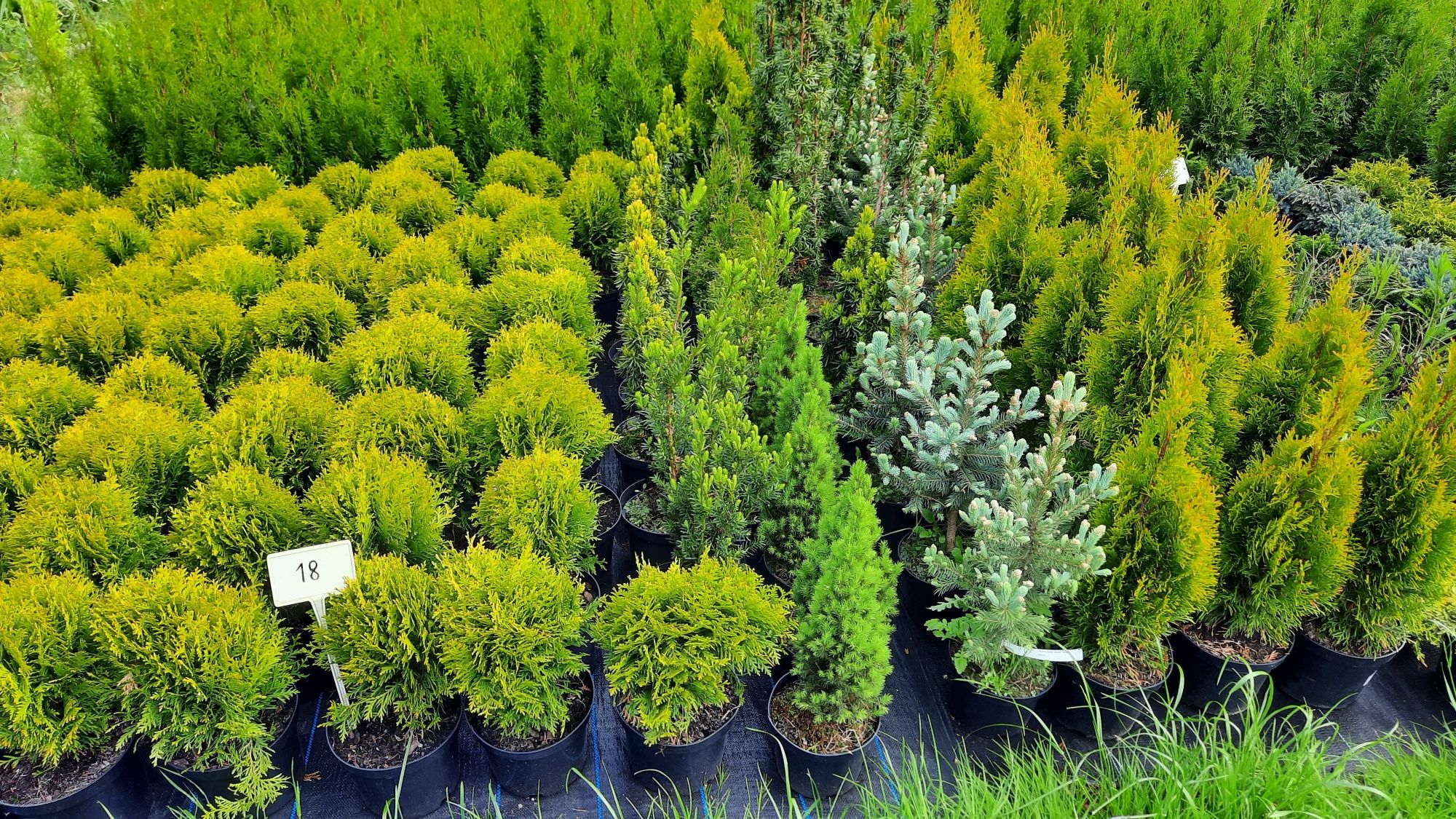 Tuja Szmaragd 95-105 cm Thuja Smaragd na Żywopłot TRANSPORT SADZENIE