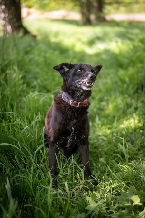 ,,zwykły czarny i brzydki pies"-tak o nim mówią. Zobaczysz coś więcej?