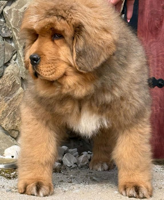 Mastif tybetański Zkwp Fci. Piesek