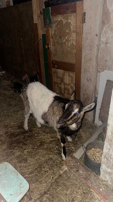 Продам кітну молоду козу