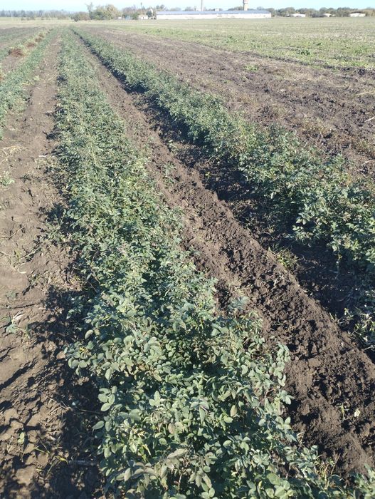 Подвой шиповника