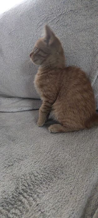 Kotki szukają domów