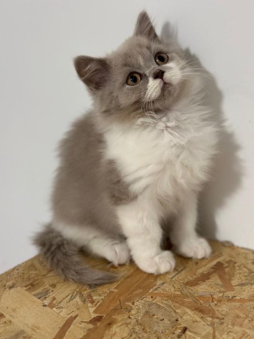 Śliczne kotki brytyjskie