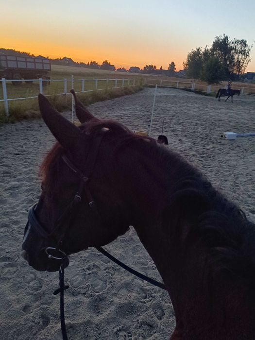 Konie do dzierżawy/współdzierżawy