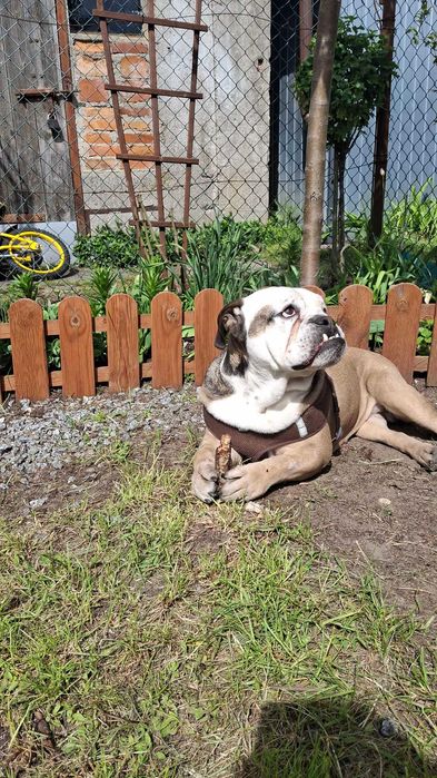 Oddam psa, mieszaniec boksera z buldogiem angielskim