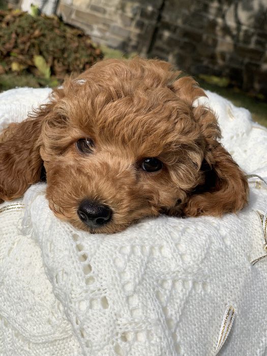 Той пудель продаж