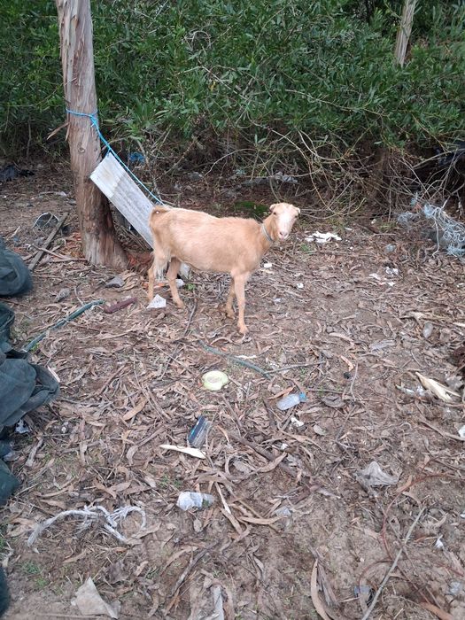 Cabras raça grande novas
