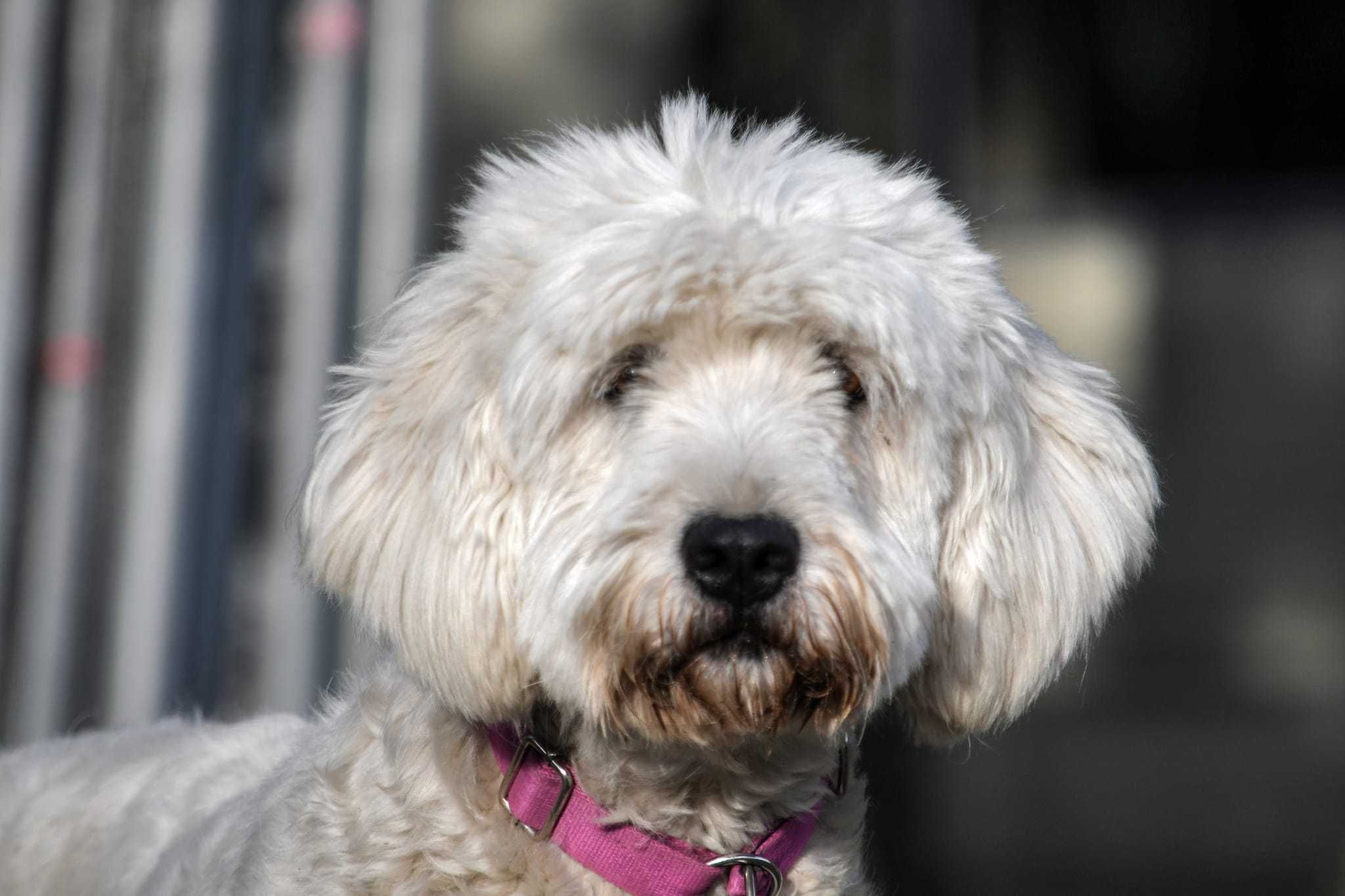 Jurek i Bella ok.5 let psiaki w typie rasy jużak  do adopcji TOZ-Łódź