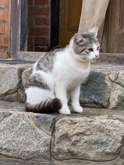 Кошеня (хлопчик) шукає родину