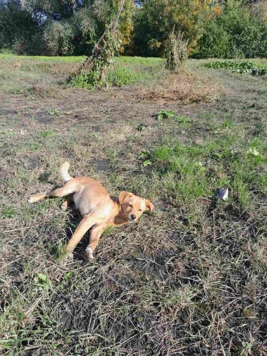 Візьміть маленьке чудо в дім! Хлопчики та дівчатка є