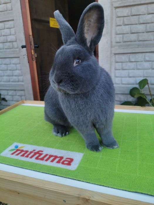 Króliki Wiedeńskie Niebieskie RODOWÓD