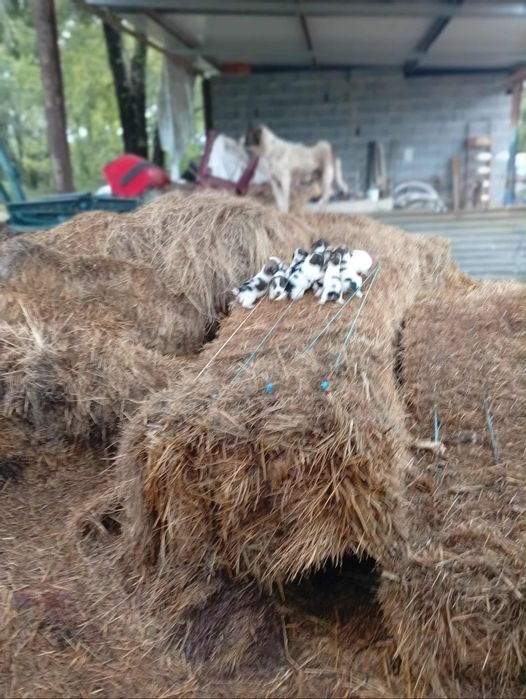 Rafeiros Alentejanos