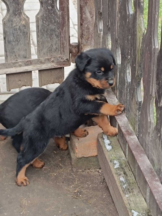 Rottweiler z Rodowodem szczenię
