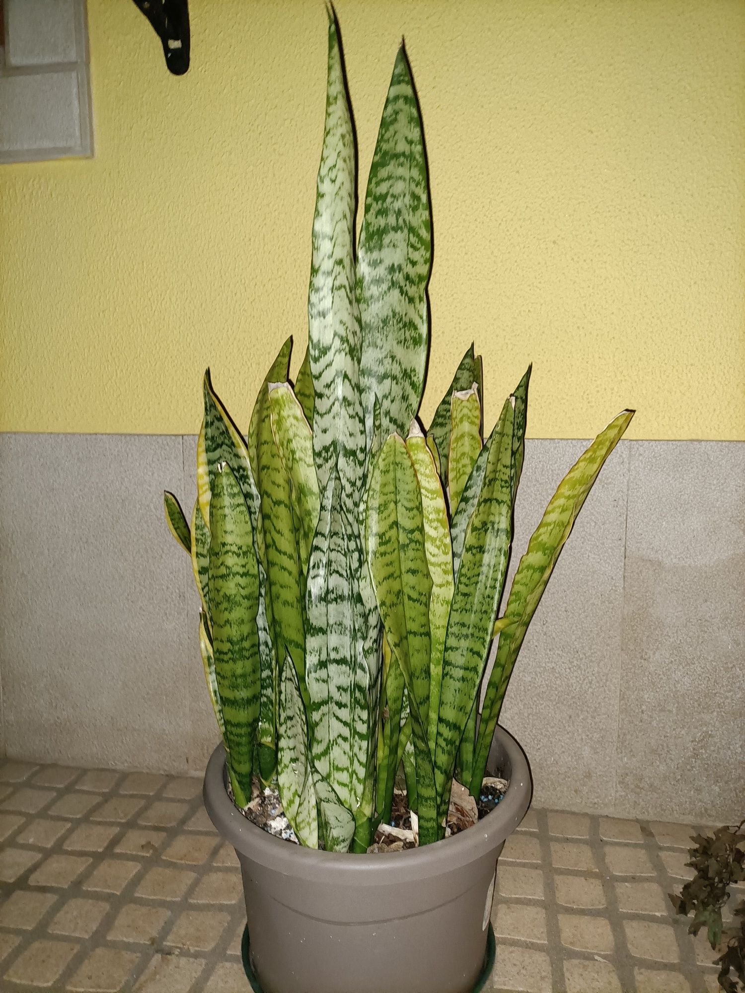 Plantas de exterior