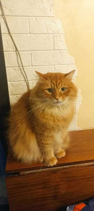 отдам кота,  неежный, ласковый