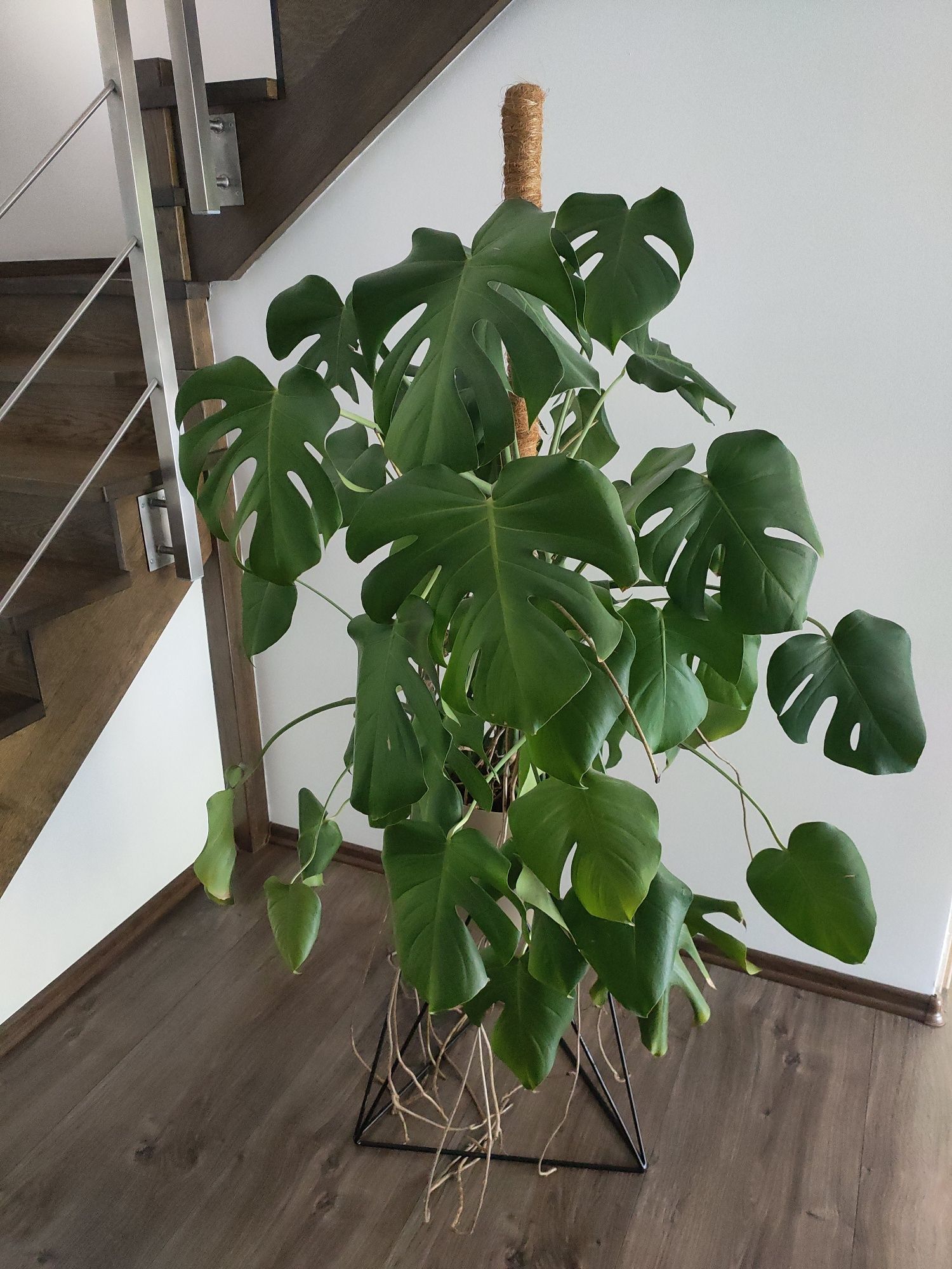Monstera duży kwiat