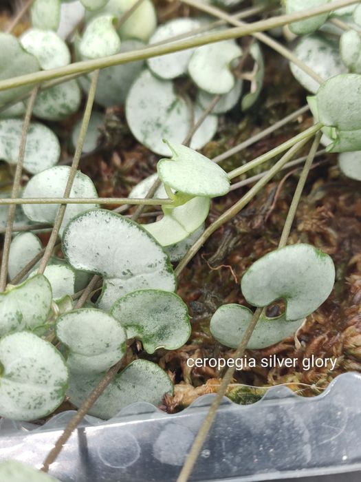 Cissus discolor, philodendron melanochrysum, ceropegia silver glory