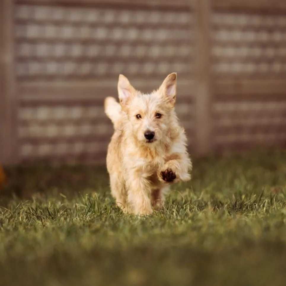 Bella Beza Beti do adopcji szczeniak suczka niewielka