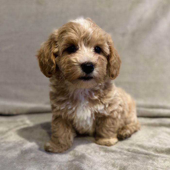 **piesek maltipoo**