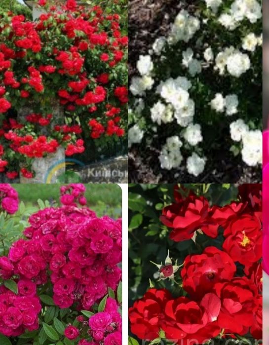 Акебия лиана, жимолость глицини, кампис, роза, мн