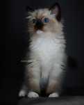 Kotka hodowlana Ragdoll