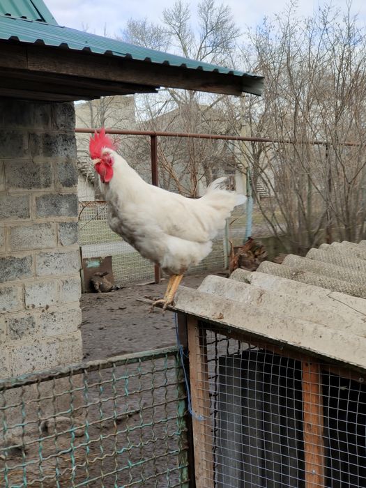 Продам півнів породи Ломан білий