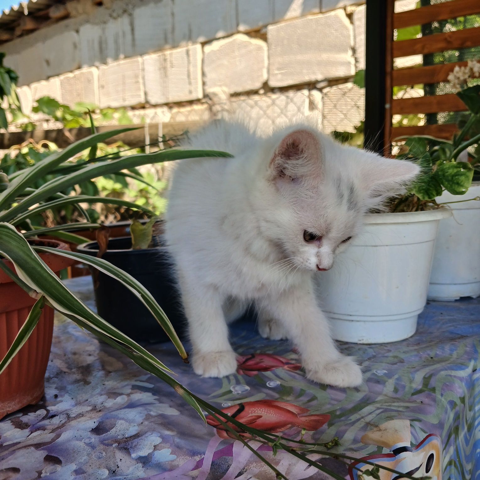Отдам котят в хорошие руки